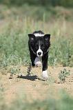 BORDER COLLIE 298